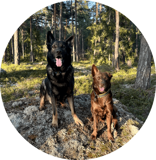 Picture of the dogs